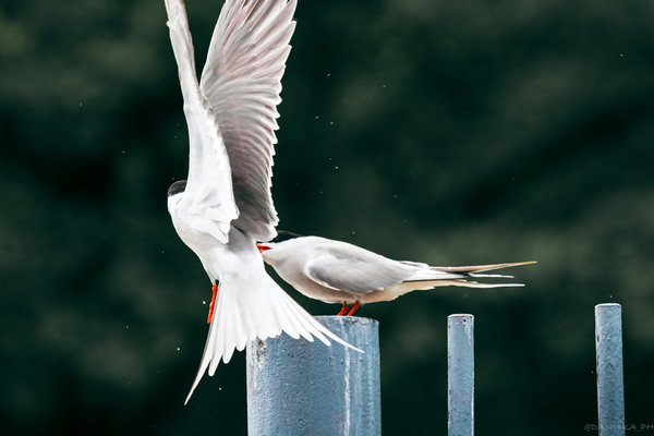 Seabirds
