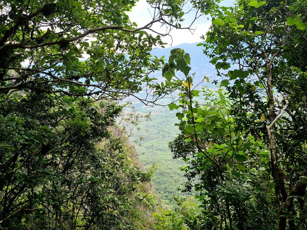 Tropical rainforests