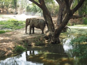 Volunteering at Wildlife Rescue Centers