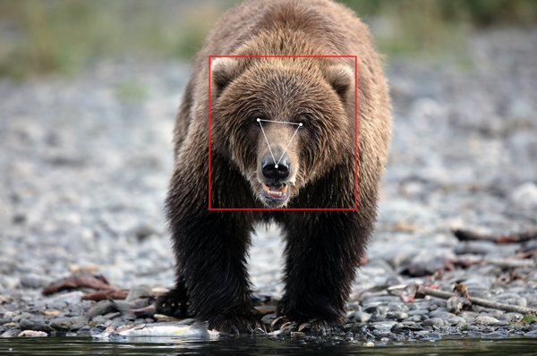 Bear Identification