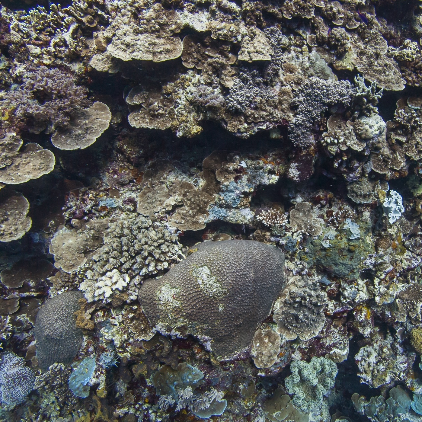 Reef 1 sample