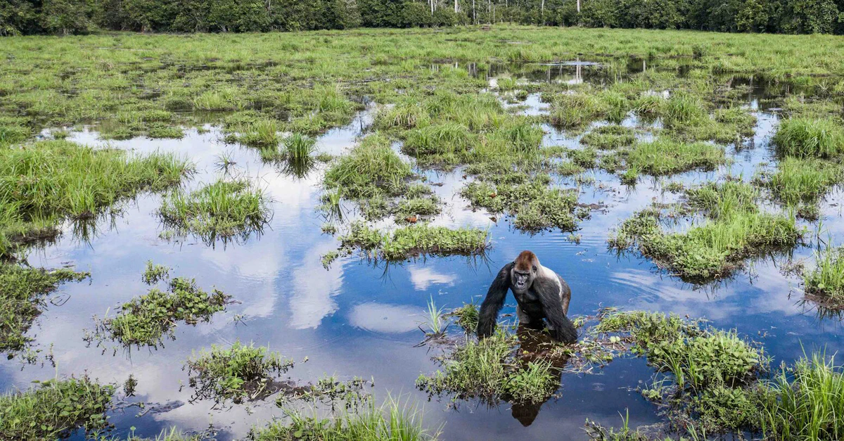 A silverback gorilla in a swampy clearing