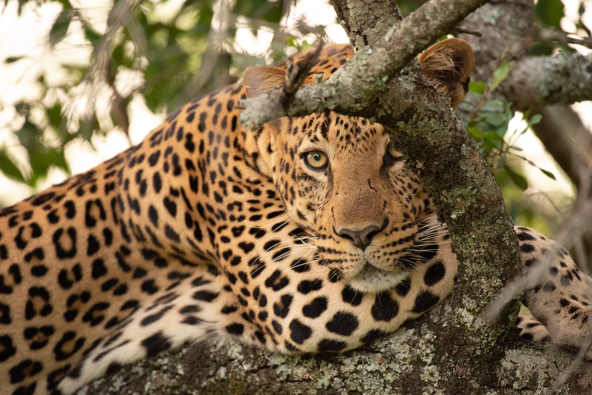 A leopard resting in a tree