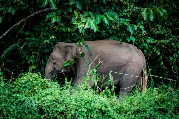 African forest elephant