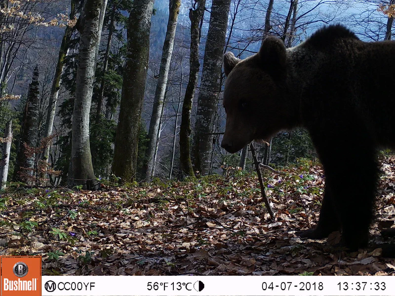 Camera trap bear picture 1