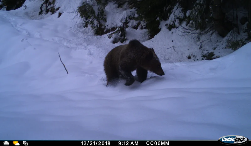 Camera trap bear picture 2