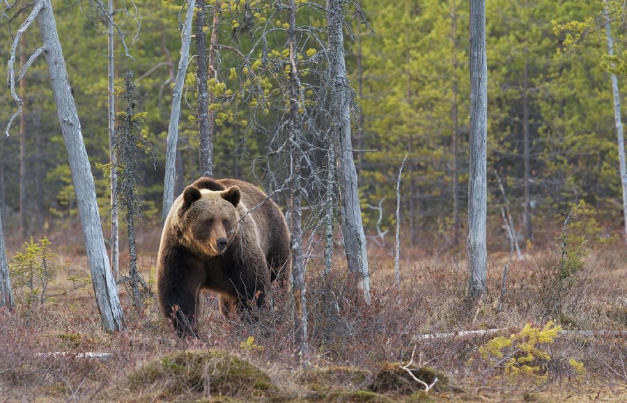 Keeping bears away from farms