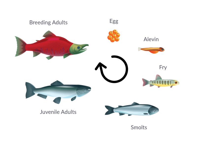 Salmon lifecycle