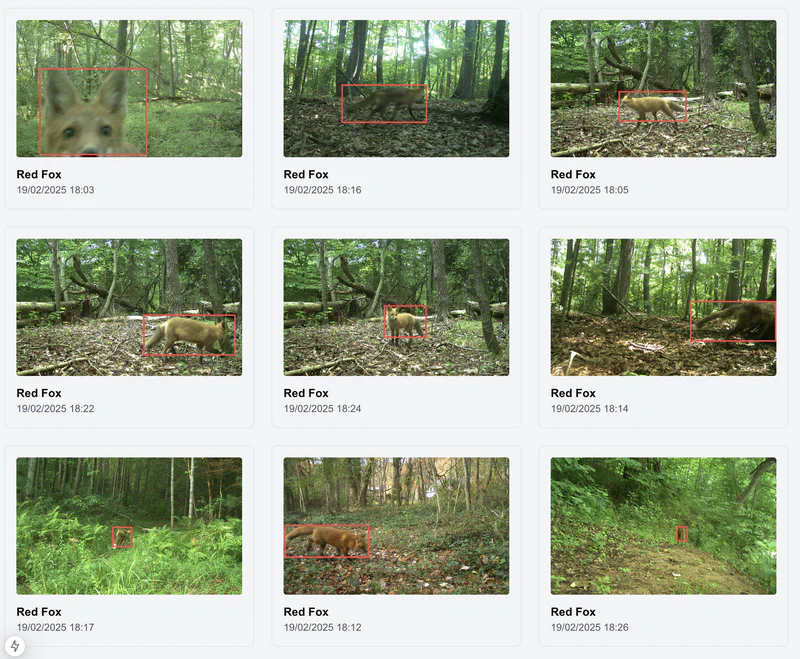 Grid of wildlife pictures with bounding boxes