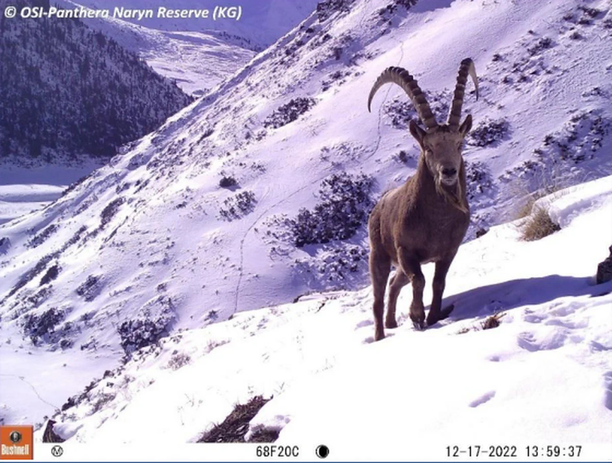 Siberian Ibex