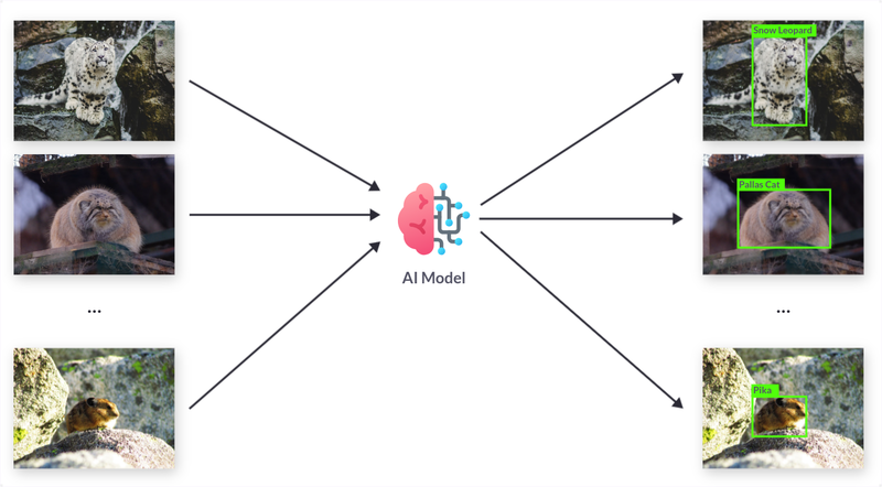 Detection and Classification of Species