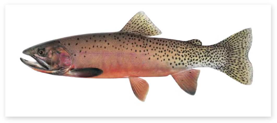 Westslope Cutthroat Trout