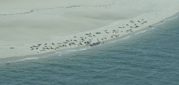 Wadden Sea Seal Monitoring