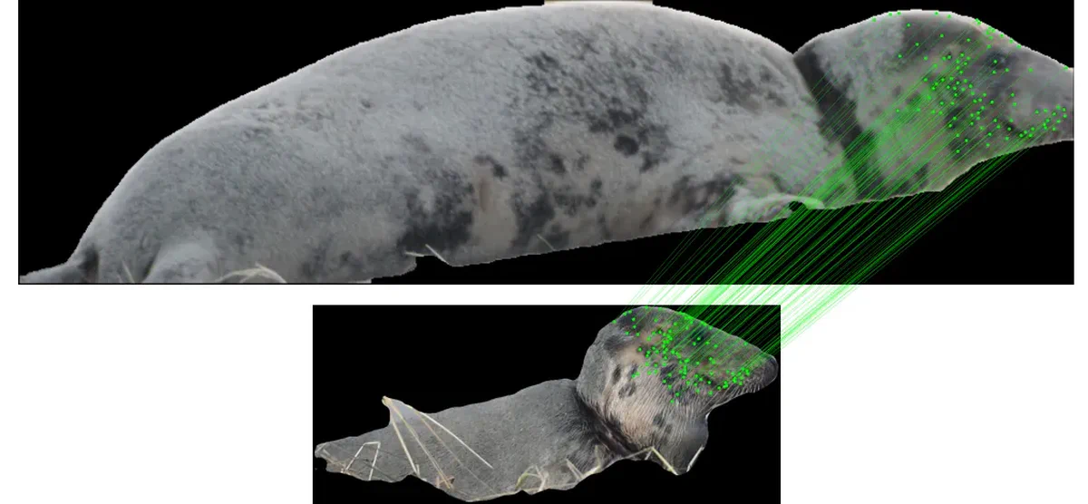 Matching facial patterns between sightings