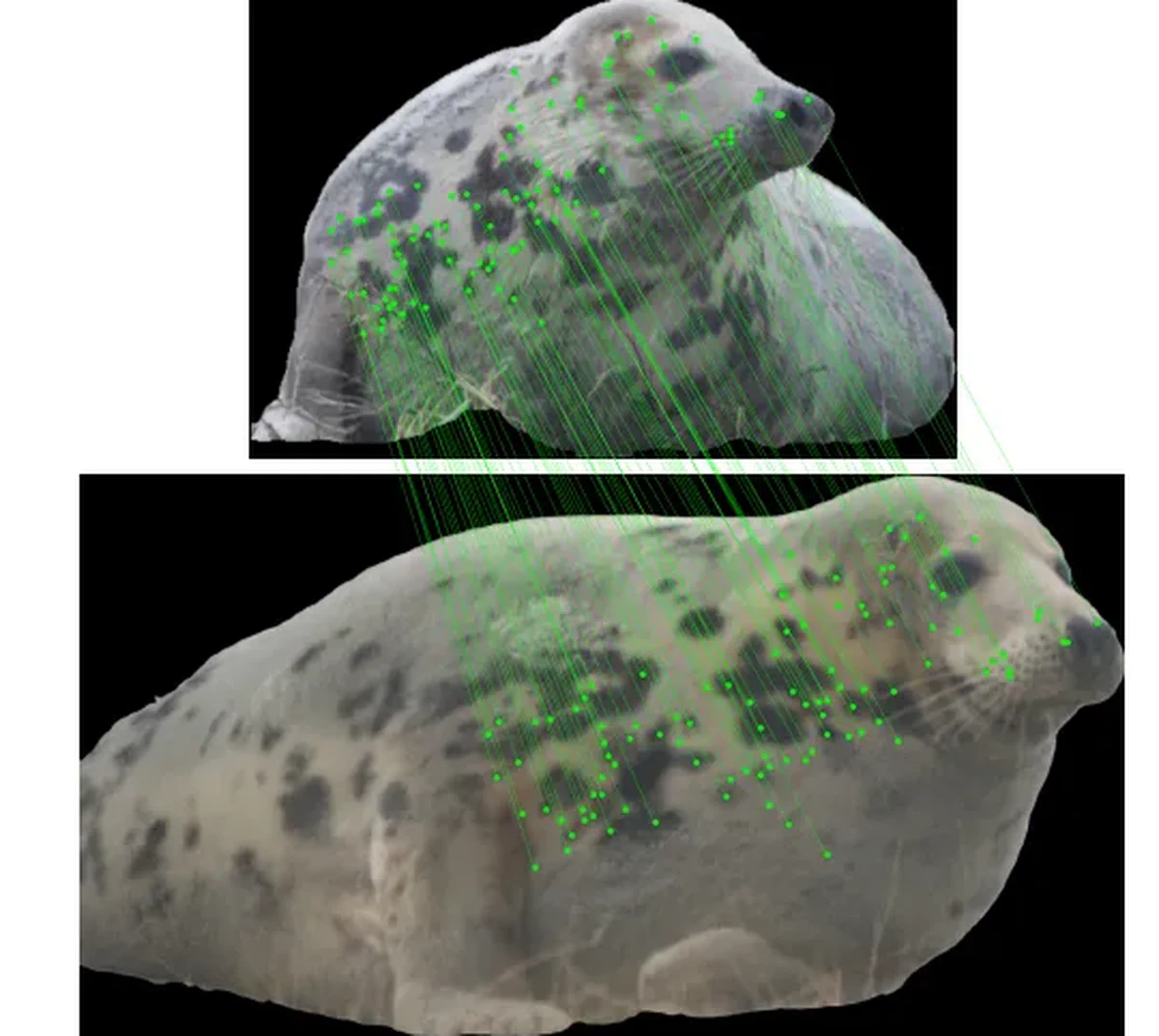 Matching whisker patterns between sightings