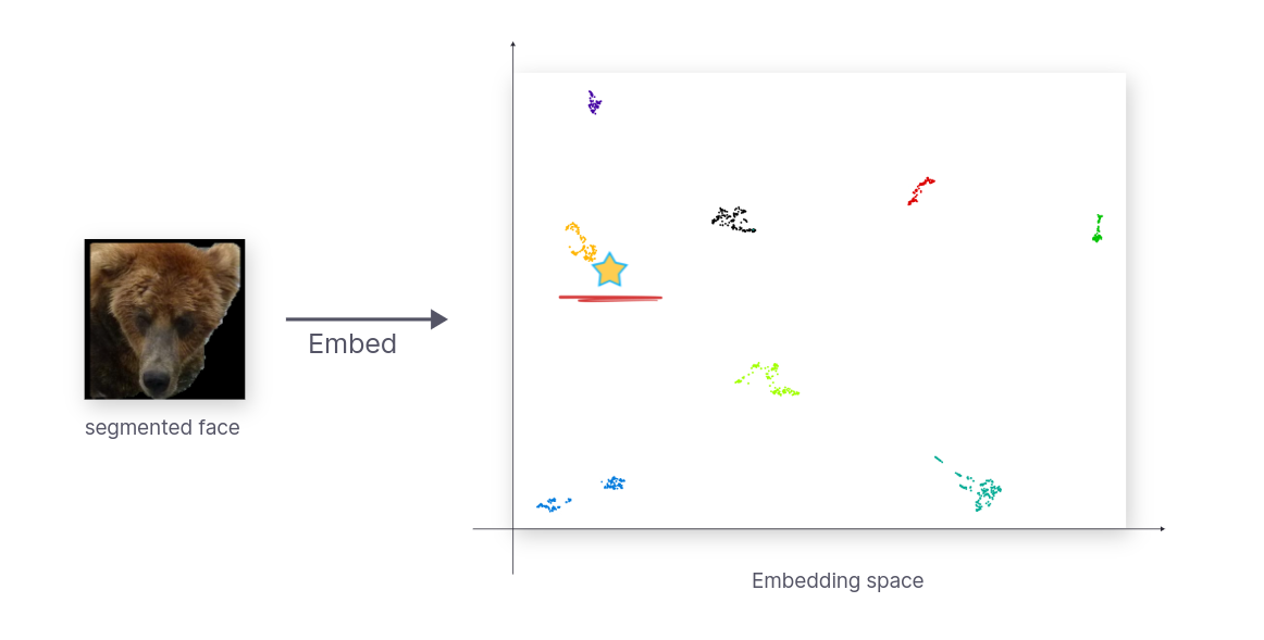 Bear Face Embedding