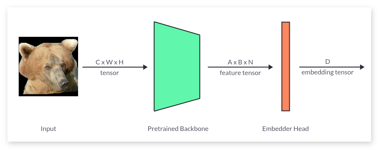 Model Topology