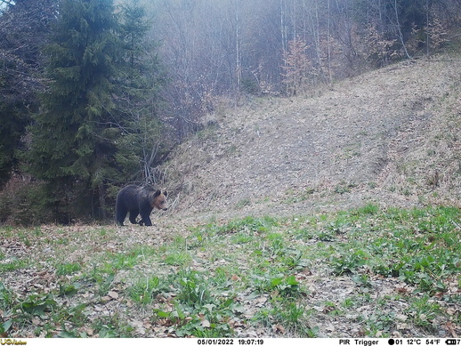 camera trap bear picture 1