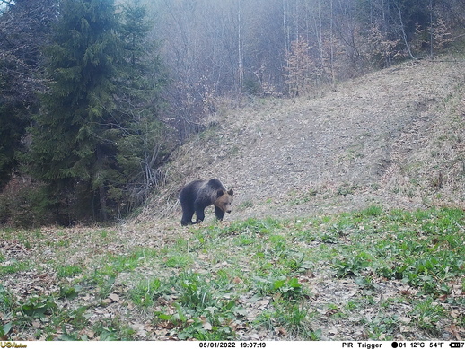 camera trap bear picture 2