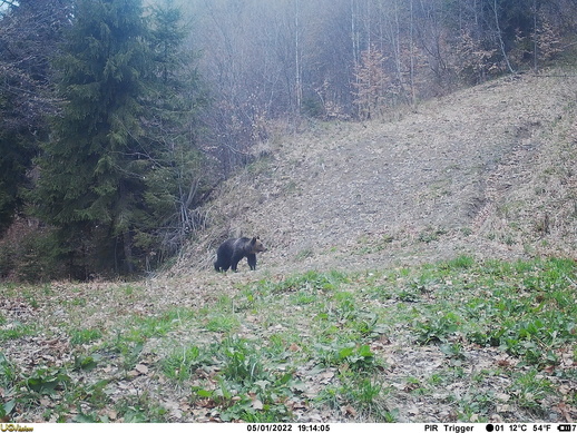 camera trap bear picture 3