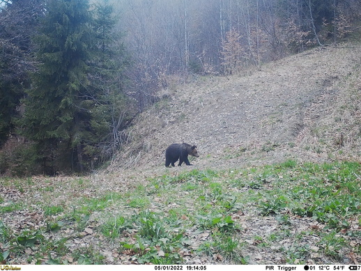 camera trap bear picture 4