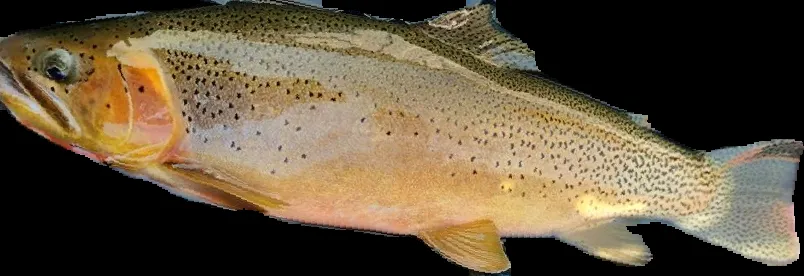 Normalized Trout 1