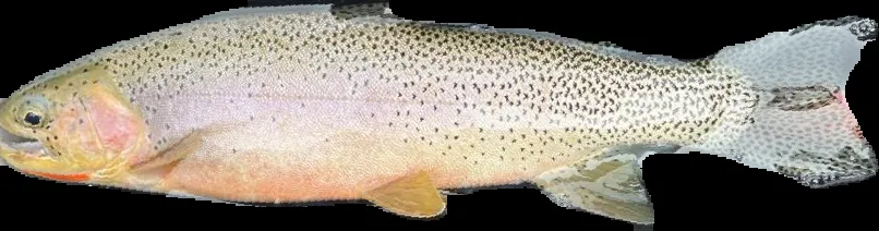 Normalized Trout 2