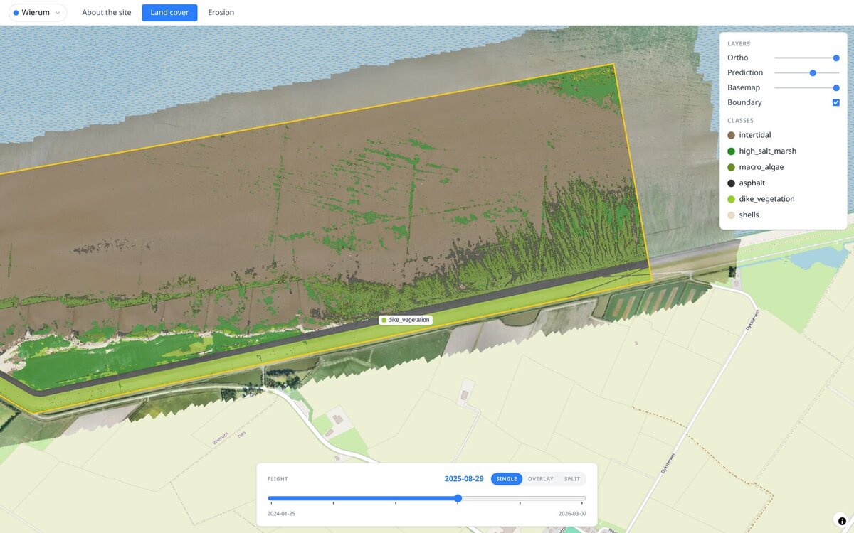 The land-cover map in the CODAP portal for 29 August 2025: model predictions over the drone photo along the marsh edge, with the class legend and a tooltip naming the grass on the face of the sea dike