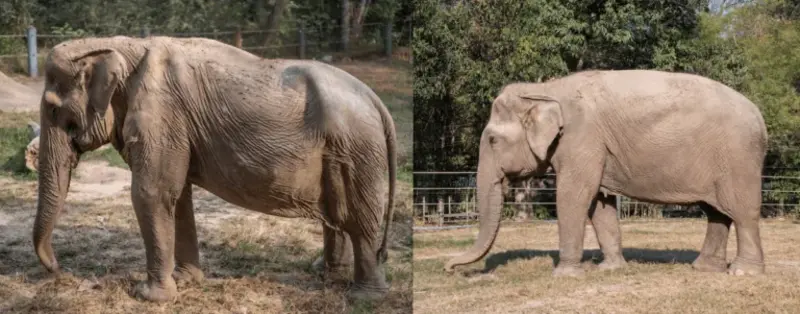 Side By Side comparison: elephant trauma