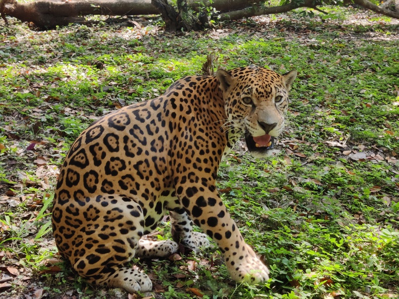 Jaguar