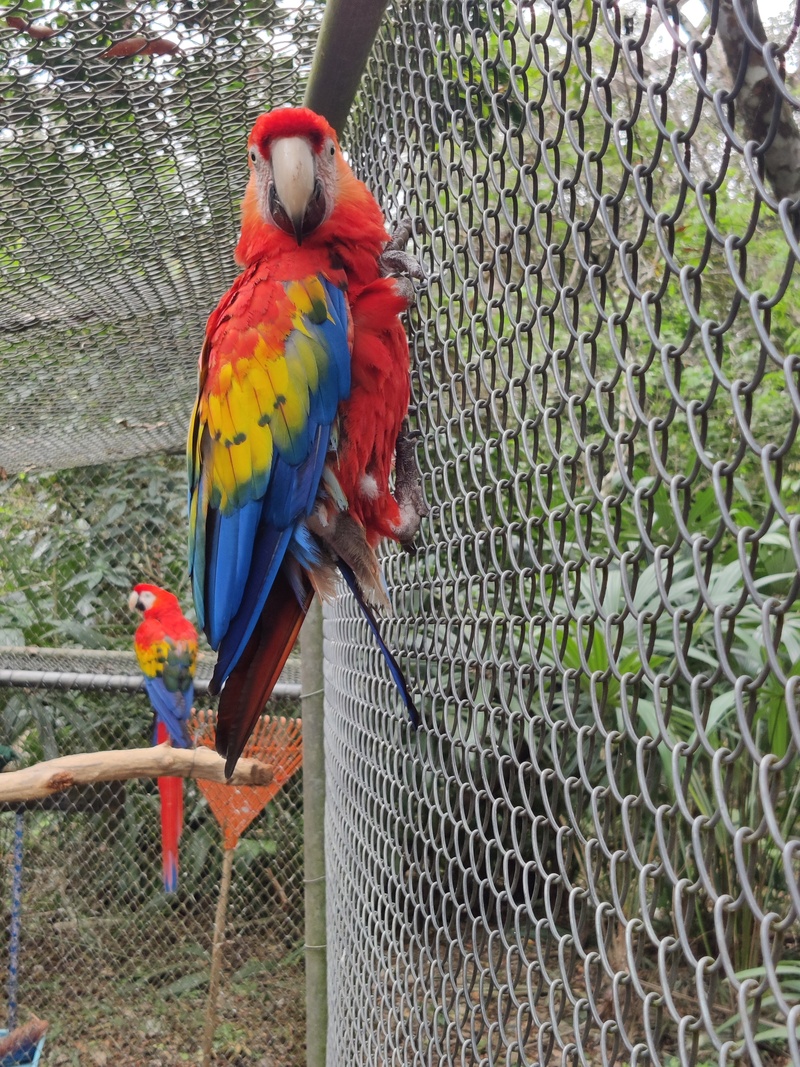 Scarlet Macaws