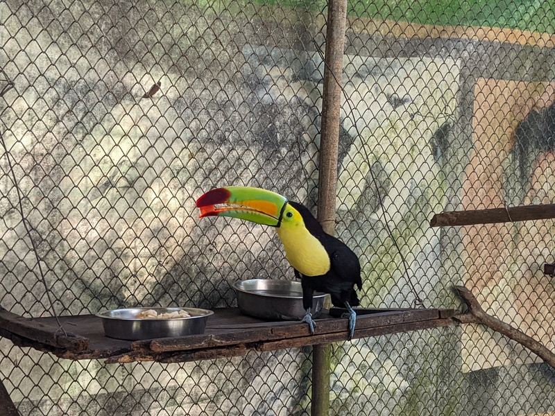 Toucan