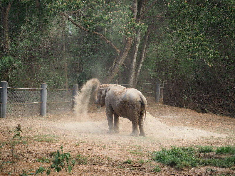 Elephant cooling with dust