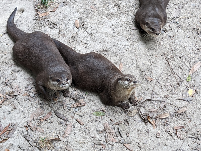 Otters