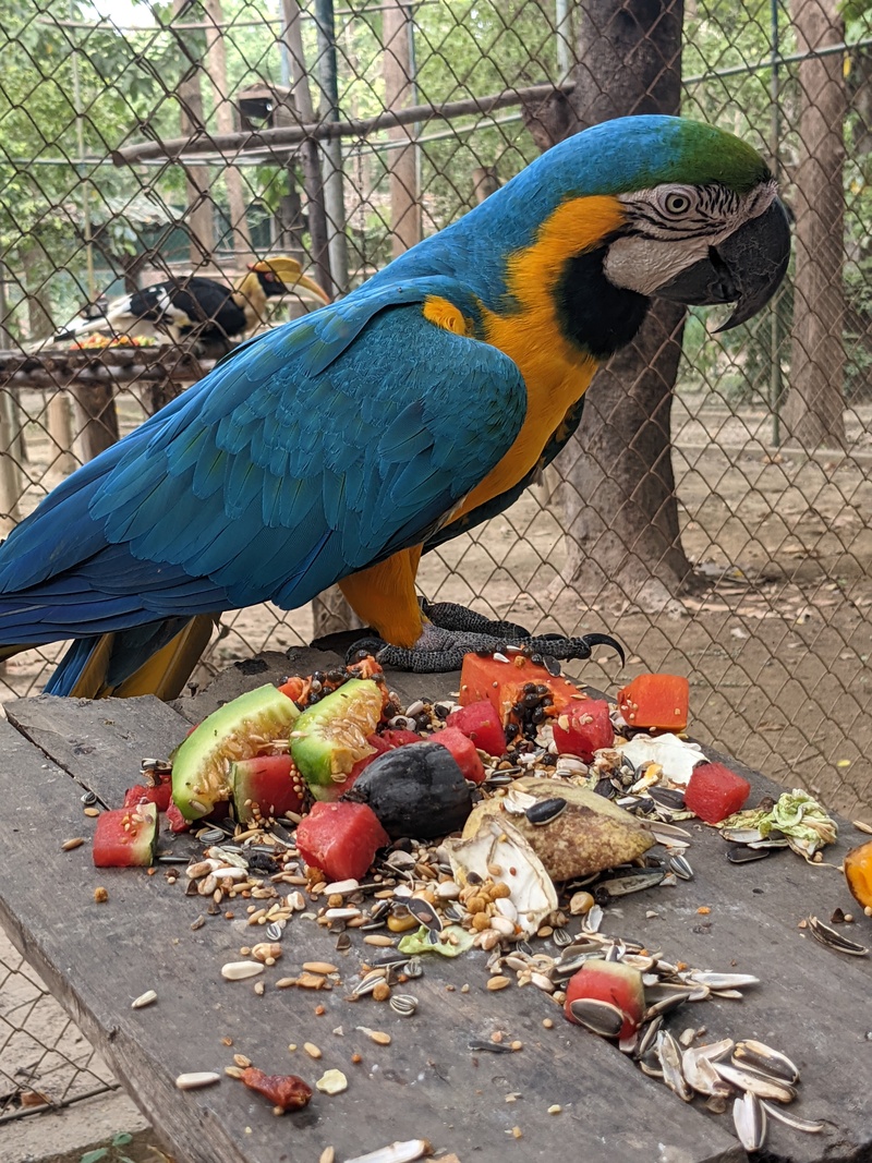 Macaw