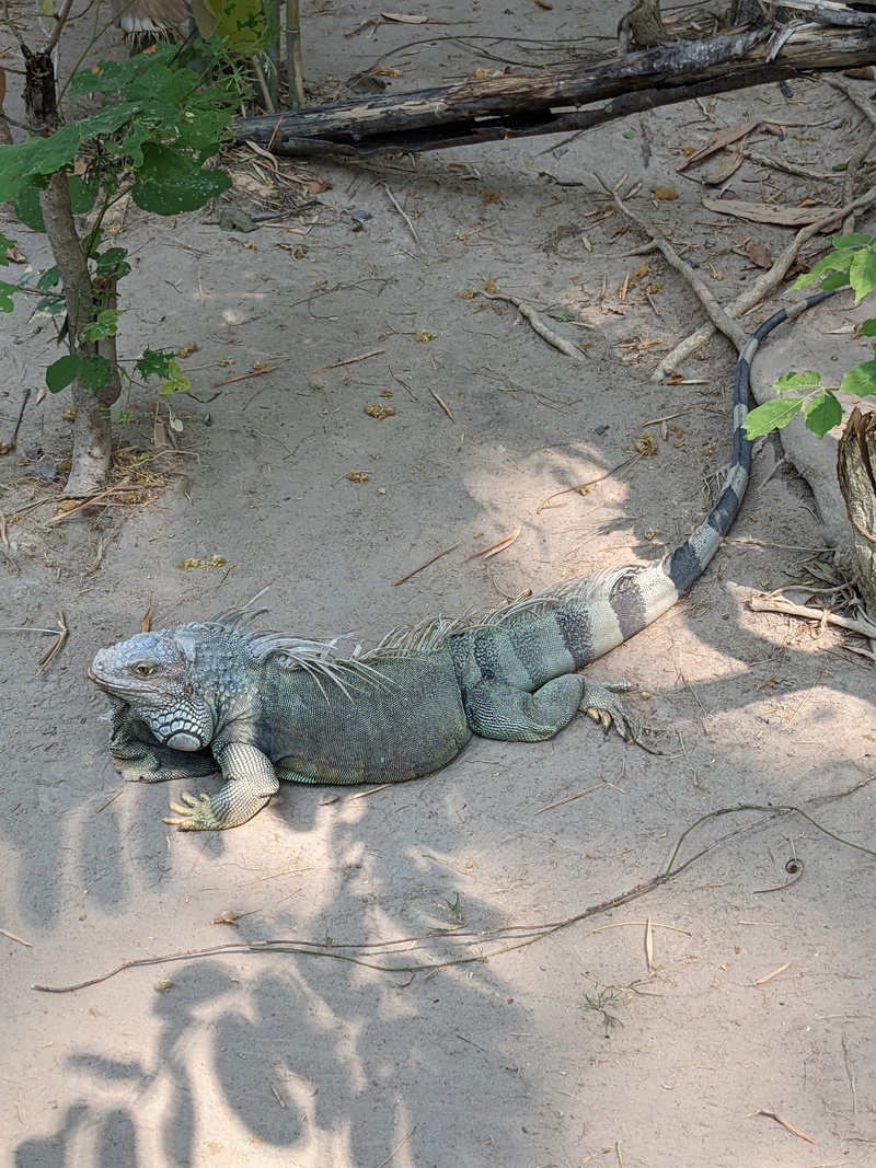 Iguana