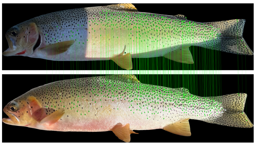 Trout Identification