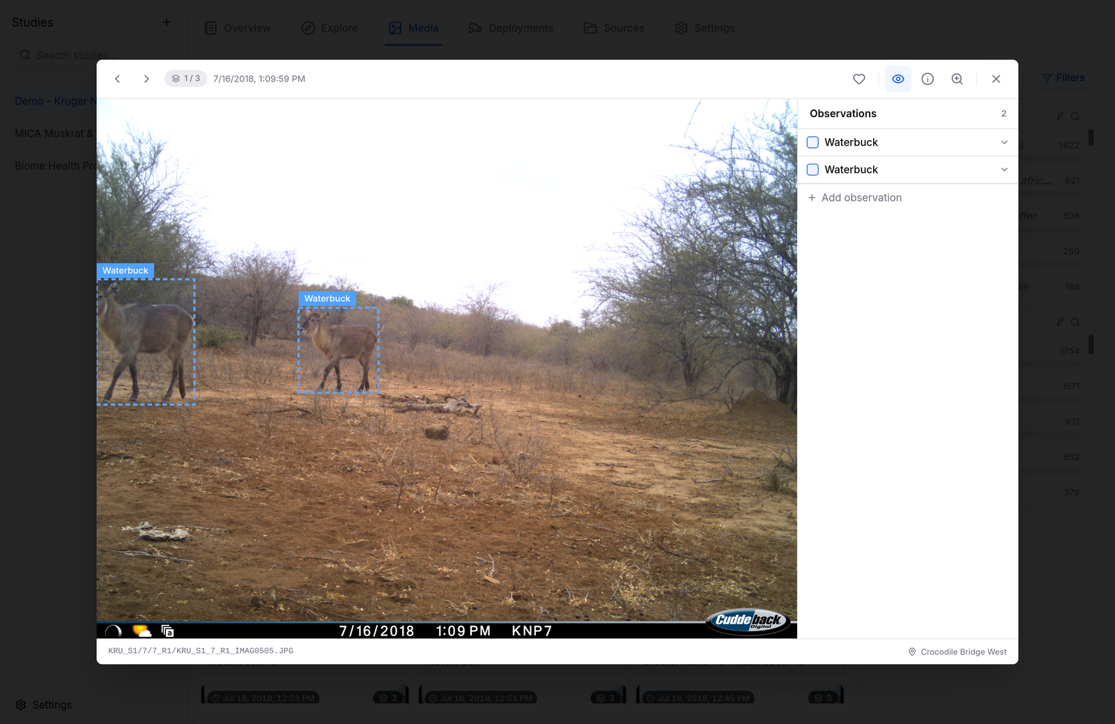 Reviewing AI detections with bounding boxes